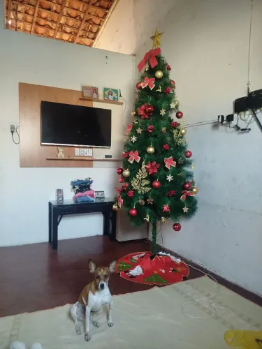 Árvore de natal 2,10 com todos enfeites e pisca pisca