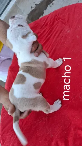 Cachorro Pitt Monster