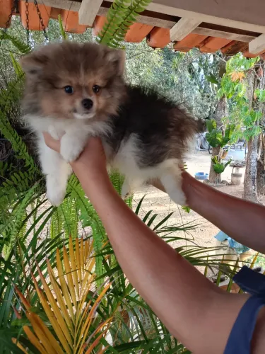 Spitz alemão/ Lulu da pomerania