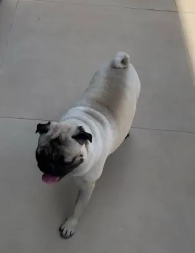 Vendo Raça Pug de 1 ano e meio