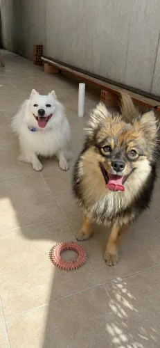 Vendo filhote Spitz alemão