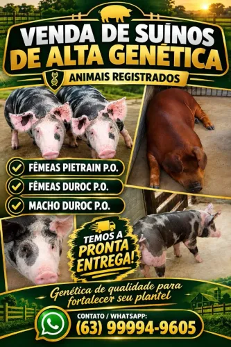 Venda de Suinos de Alta Genética