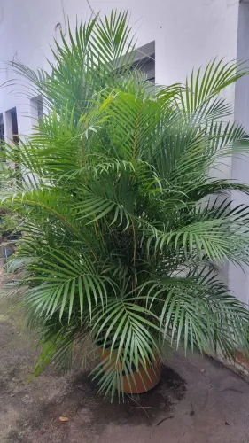 Planta Palmeira Areca Bambu 20 anos