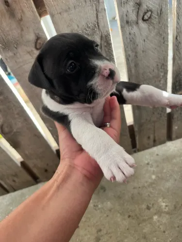 Filhote de pitbul um macho e uma fêmea