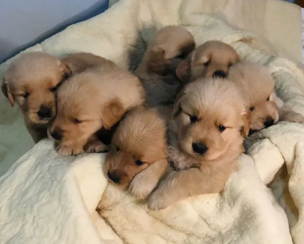 Golden Retriever - Lindos Filhotes, excelente linhagem!!