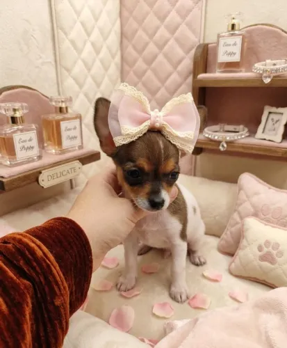 Pinscher Fêmea Princesa Mini