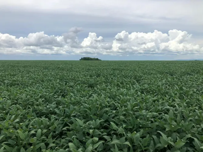 Fazenda para venda possui 1.270 hectares, plana e pronta em Nova Conquista - Paragominas -