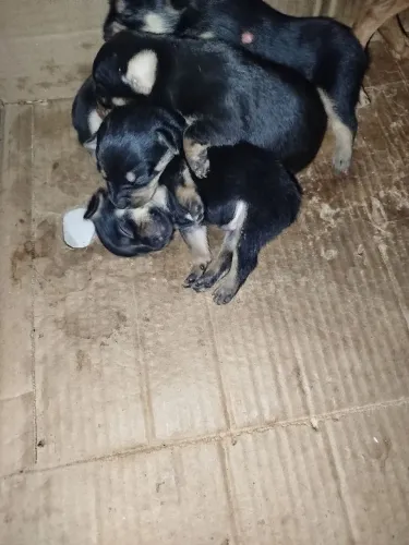 Pinscher 1