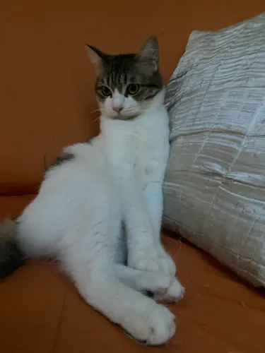 Gatinha para doação 