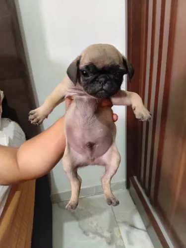 Filhote de pug