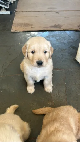 Cachorro