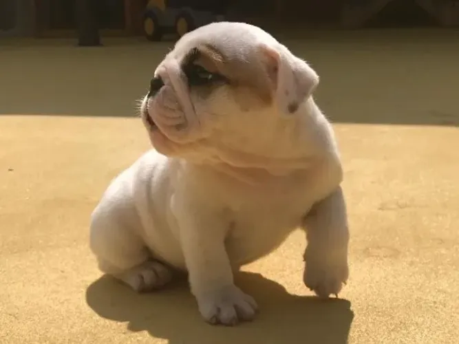 Bulldog Inglês,Bulldog Inglês Filhote Muito Amoroso e Dócil