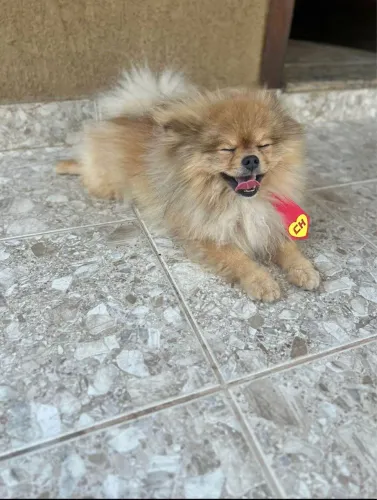 Doa-se Lulu da pomerania para bom cuidador
