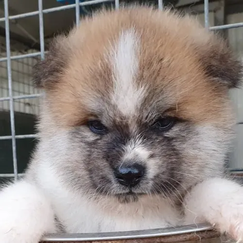 Akita Inu,Akita Inu Filhote Selecionado Alta Procedência