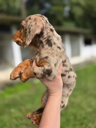 Dachshund teckel