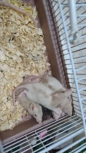 Ratos twisters à venda