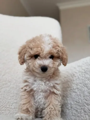 Leve felicidade para casa com poodle