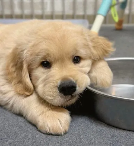 Golden Retriever - Um Filhote Para Quem Gosta De Exclusividade 