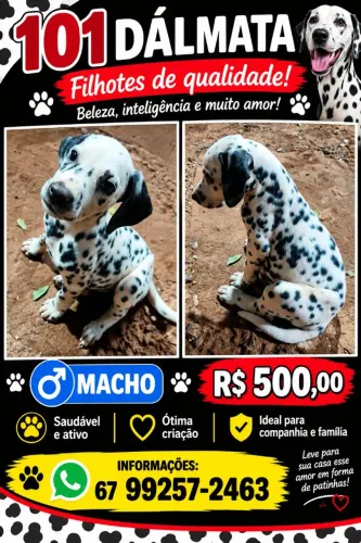 Filhote 101 dálmata 