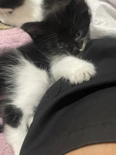 Gatinhos para doação