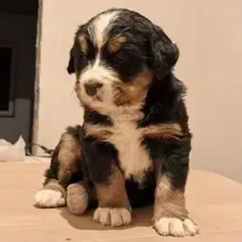 Bernese Mountain Dog,Bernese Mountain Dog Filhote Pronto Para Novo Lar