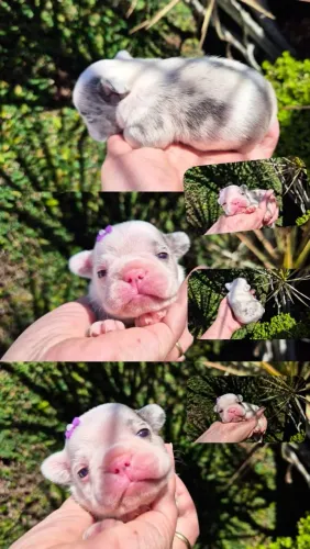 Buldogue Francês