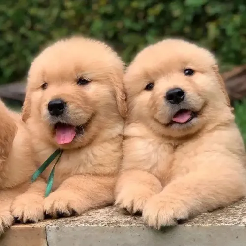 Golden Retriever vendas com garantias