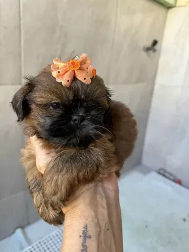 Shitzu Mini fêmeas vacinada