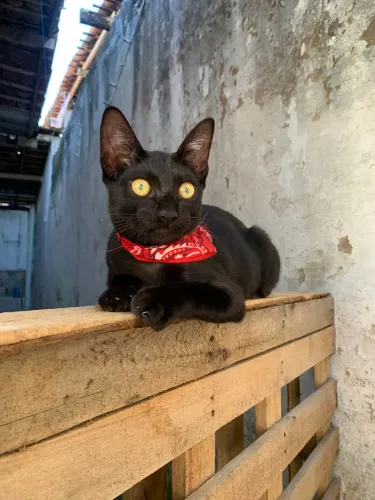 Gatinho preto 