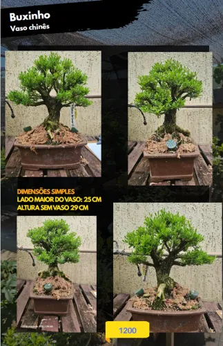 Bonsai Buxus Harlandii buxinho vaso chinês 