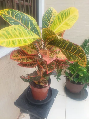 planta