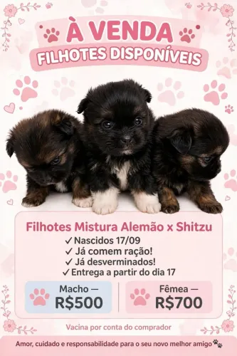 Splits Alemão x shitzu ou lulu pomerania
