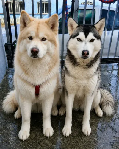 Filhotes de Husky com Malamute