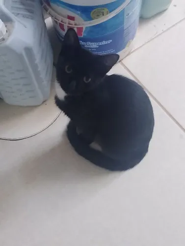 Doação de uma gatinha