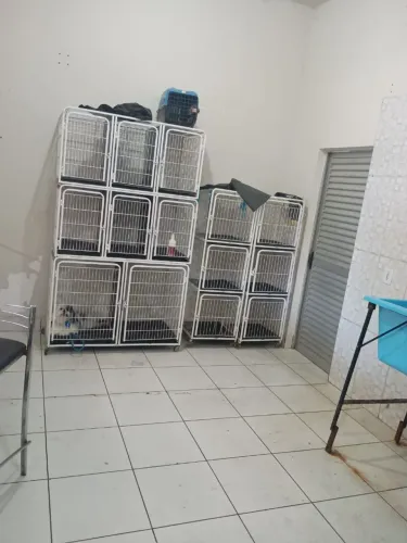 Vendo um banho e tosa completo