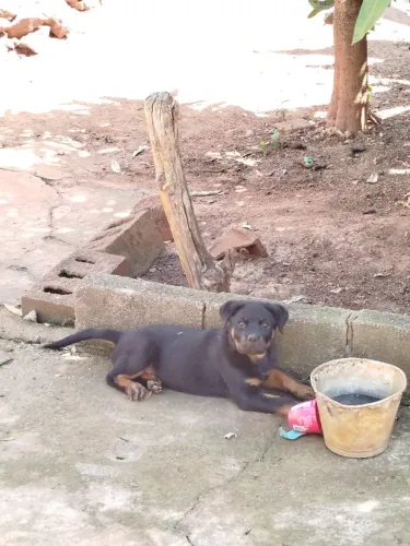 Filhote de Rottweiler femea