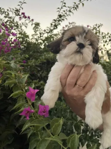 Filhote de Shih Tzu - Companhia Perfeita para a Família