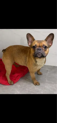Bulldog Francês Fêmea 1 ano e 3 meses