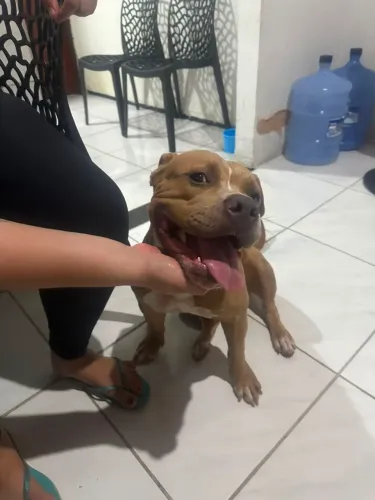  American Bully Fêmea 7 Meses Vacinada - Linda e Dócil 