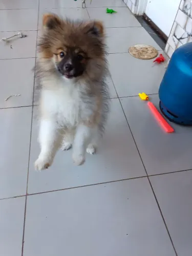 Dos um cachorrinho
