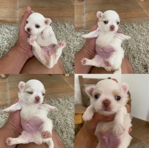 Filhote de chihuahua-Dengoso, amoroso e um nariz marrom irresistível
