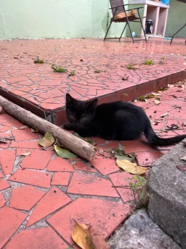 Adoção Responsável Gatinha Preta Filhote