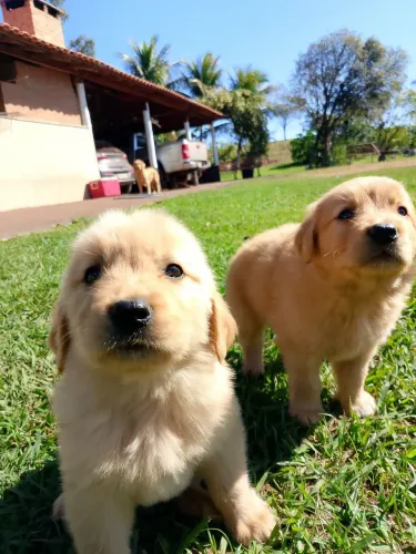 Golden Retriever 