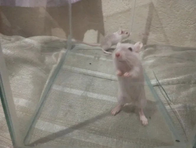 Dupla de Gerbil fêmea