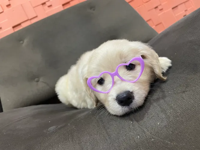 Golden retriever