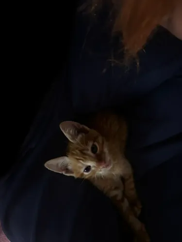 Doação de gato