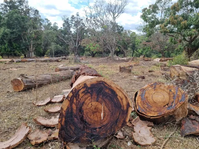Toras grossas de eucalipto secas