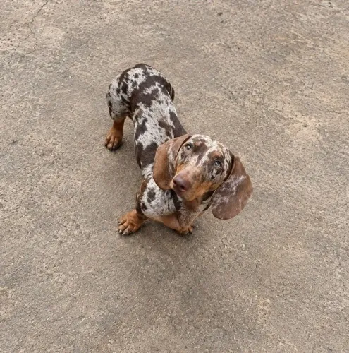 Basset