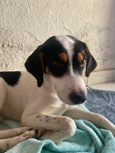 Adote esse nenê!