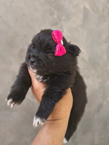 Spitz alemão Fêmea 